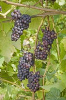 Grape - Vitis vinifera 'Pinot Noir'