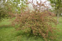 Crab Apple Blossom - Malus 'Mary Potter'