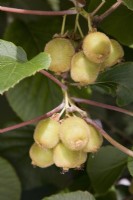 Kiwi Fruit - Actinidia deliciosa 'Jenny'
