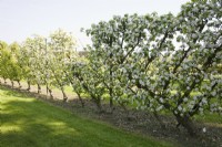 Oblique Cordon Apples on M7 rootstock - Malus domestica 'Lord Lambourne'