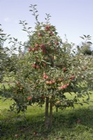 Pyramid Apple on MM106 rootstock - Malus domestica 'Fiesta' syn 'Red Pippin'