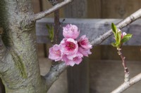 Peach blossom  - Prunus persica 'Peregrine'