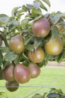 Pear - Pyrus communis 'Black Worcester'