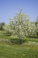 Pear Tree in Blossom - Pyrus communis 'Concorde'
