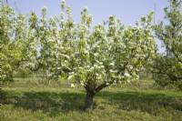 Pear Tree in Blossom - Pyrus communis 'Conference'