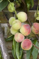 Peach - Prunus persica
