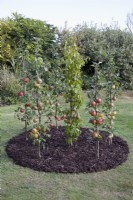 Vertical apple and pear cordons growing in small circular bed in a lawn