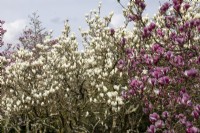 Magnolia 'Denudata' and Magnolia x soulangeana 'Rustica Rubra'