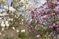 Magnolia 'Denudata' and Magnolia x soulangeana 'Rustica Rubra'