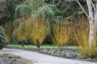 Salix Alba 'Britzensis' Golden Willow