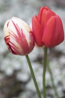 Tulipa Tulip 'Grand Perfection' and Tulipa Tulip  'Pallada'