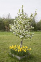 Young Malus 'Augustifolia' - Crab Apple - underplanted with yellow daffodils in a square bed with timber edging