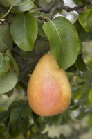 Pear - Pyrus communis 'Beurre Hardy'