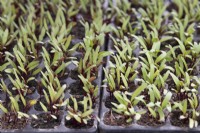 Beta vulgaris - Beetroot seedlings in trays