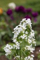 Lunaria annua var. Alba - White Flowered Honesty