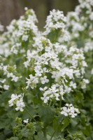 Lunaria annua var. Alba - White Flowered Honesty