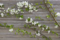 Prunus cerasus 'Albaloo' - Sour cherry blossom