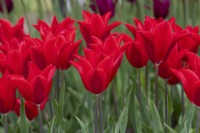 Tulipa 'Red Shine' - Lily Flowered Tulip