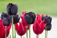 Tulipa 'Paul Scherer' and Tulipa 'National Velvet' - Tulips
