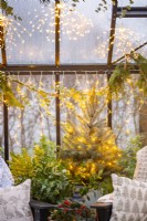 Christmas tree covered in fairy lights planted in metal bucket inside greenhouse
