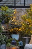 Conifers in pots adorned with fairy lights inside a greenhouse