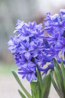 Hyacinthus 'Delft Blue'
