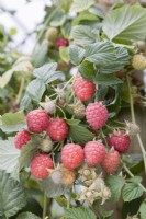 Raspberry - Rubus idaeus 'Glen Ample'
