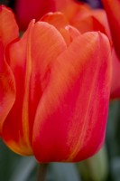 Tulipa 'Dennis Orange'
