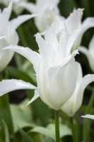 Tulipa 'Tres Chic'
