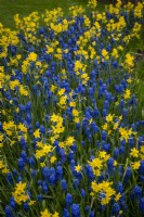 Narcissus 'Baby Boomer' underplanted with Muscari 'Blue Moon'