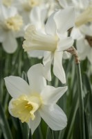 Narcissus 'Watch Up'