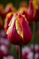 Tulipa 'Denmark'