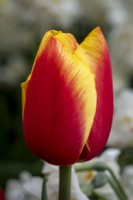 Tulipa 'China Girl'