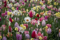 Spring border packed with mixed bulbs