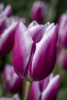 Tulipa 'Synaeda Blue'