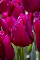 Tulipa 'Purple Eye'