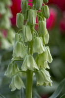 Fritillaria 'Ivory Bells'