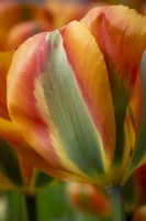 Tulipa 'Orange Marmalade'