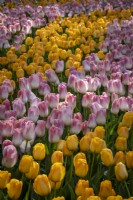 striped drifts of tulips, pink and yellow in spring border