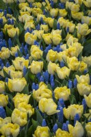 Tulipa 'Secret Perfume' mixed with Muscari 'Blue Horizon'