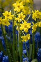 Narcissus 'Baby Boomer' underplanted with Muscari 'Blue Moon'
