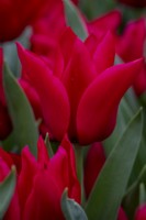 Tulipa 'Invitation'