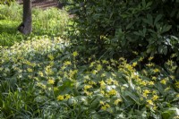 Massed planting of Dog's Tooth Violet, Erythronium dens-canis, in woodland border