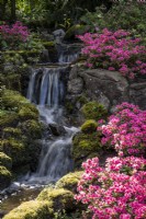 Waterfall in woodland garden planted with Azaleas