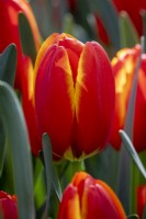 Tulipa 'Orange Balloon'