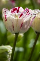 Tulipa 'Jonquieres'