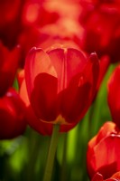 Tulipa 'Rescue'