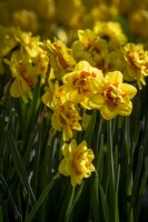 Narcissus 'Vulcanello'