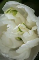 Tulipa 'White Heart'