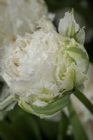 Tulipa 'Snow Crystal'